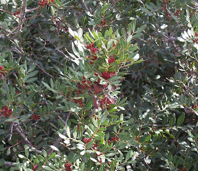 Pistacia lentiscus L.