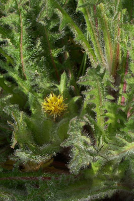 Blessed thistle Blessed thistle