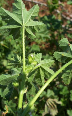 Cheeseweed mallow Cheeseweed mallow