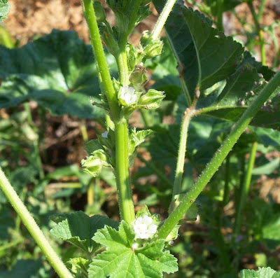 Cheeseweed mallow Cheeseweed mallow