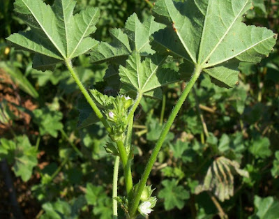 Cheeseweed mallow Cheeseweed mallow