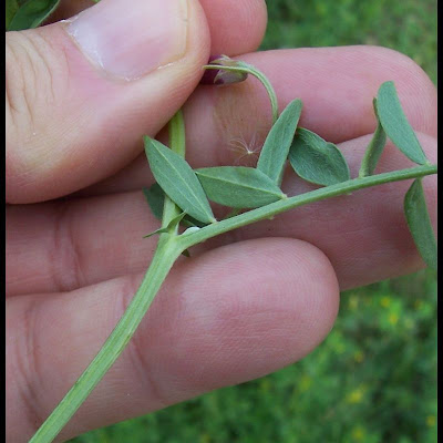 Few Flowered Vetch