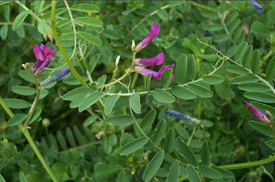 Few Flowered Vetch