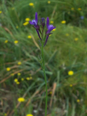 Jersey Toadflax