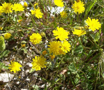 Little Hawksbeard Little Hawksbeard