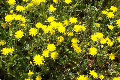 Little Hawksbeard Little Hawksbeard