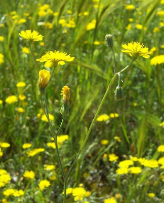 Little Hawksbeard Little Hawksbeard