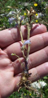 Branched broomrape Branched broomrape