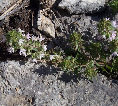 Thymus spinulosus Ten.