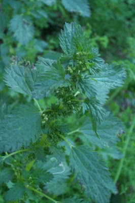 Burning nettle