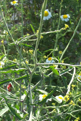 Hedgemustard Hedgemustard