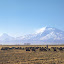 Ararat (82).jpg
