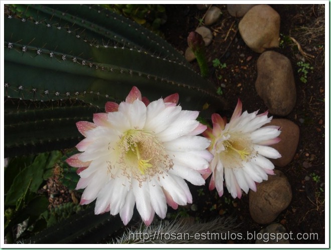 segunda c1.1i.,,, 017 (640x480)