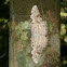 Witch Moth