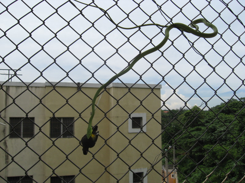 [Snake_fence.jpg]