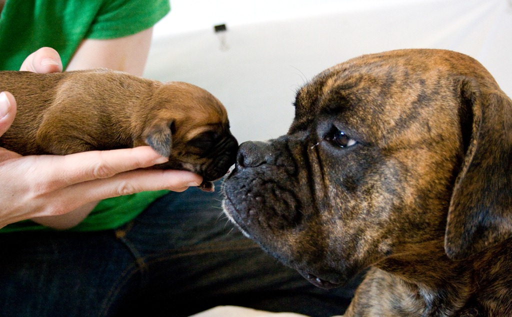 [Mother and puppy[6].jpg]