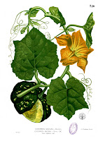 Cucurbita_maxima_blanco2
