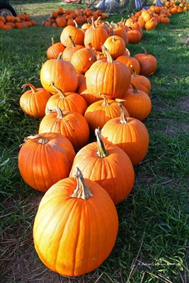 Pumpkin