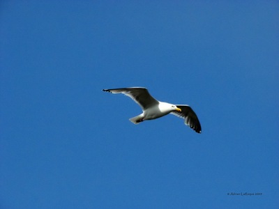 Seagul