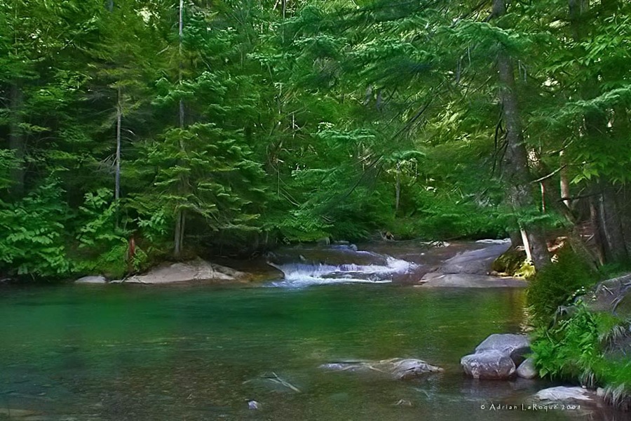 [Emerald_Forest[2].jpg]