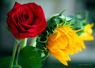 Roses_Company Roses_Company