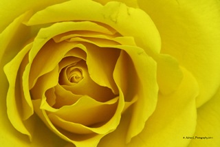 Yellow_Rose