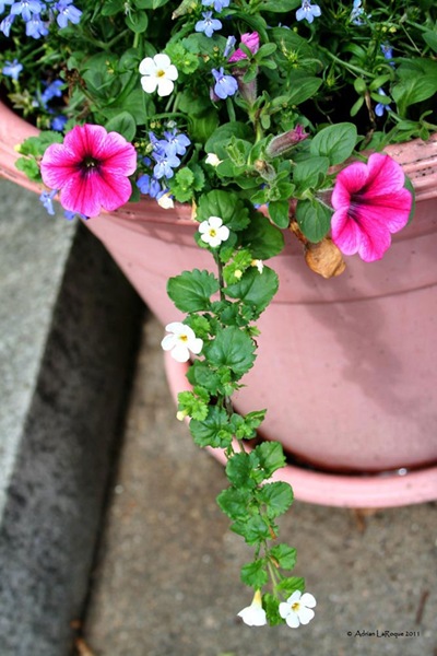 [Flower-pot[1].jpg]