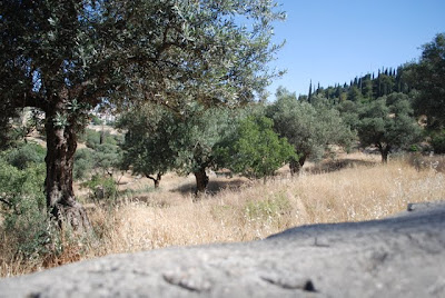 View of Olive Trees as we walked up the road on the Mount