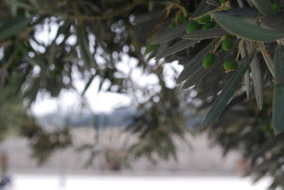 Olives on the Temple Mount
