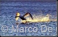 Cigno_lago_Varese
