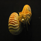 Chambered Nautilus