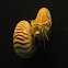 Chambered Nautilus