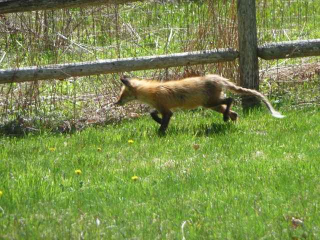 [blurry fox[3].jpg]