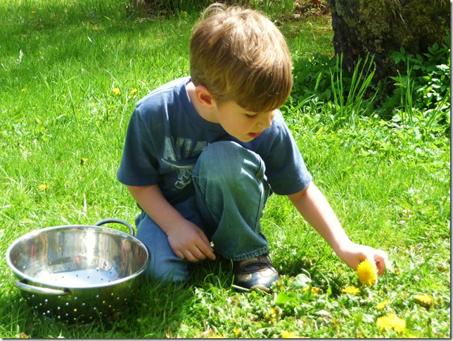 picking dandelions