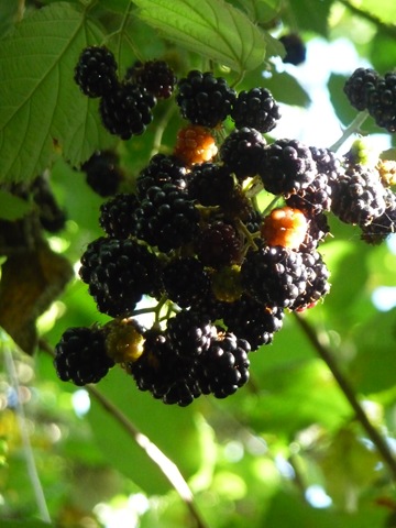 [blackberries[3].jpg]