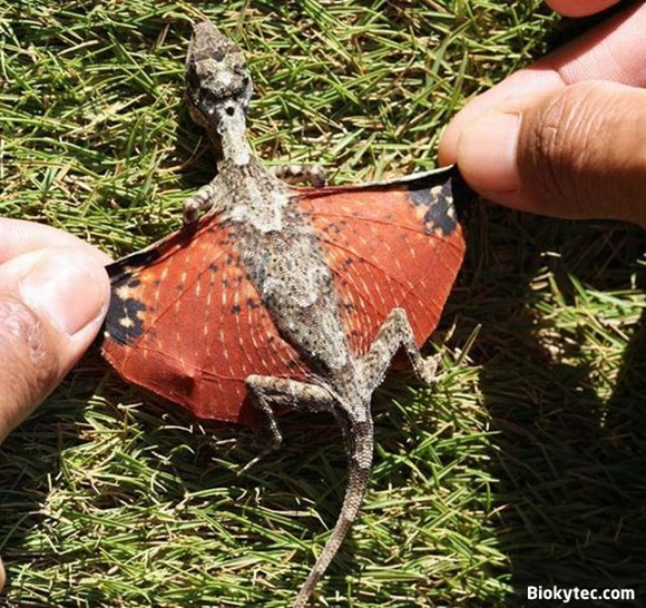 Dragon de la película Avatar - www.Biokytec.com -zas-1