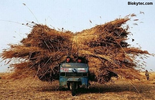 Transportando cosas en china - www.Biokytec.com - bye-9