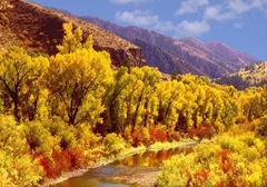 bosque-amarillo1