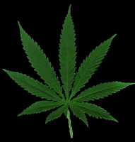 marihuana - www.Biokytec.com