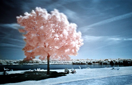 arbol rosa - www.Biokytec.com