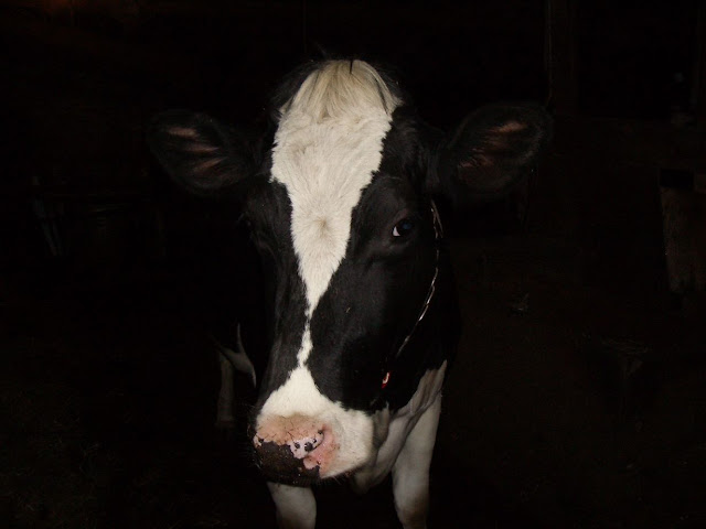 My cow Patsy