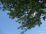 IMG_1606.JPG