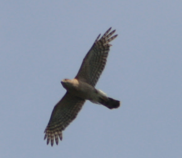 Spotting Image 1