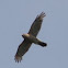Cooper's Hawk