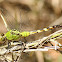 Eastern pondhawk