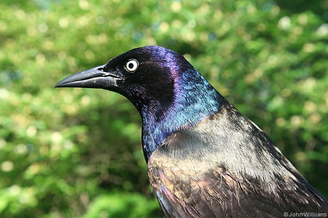 [Common Grackle, Male, 22 May 07, MUBO_filtered[5].jpg]