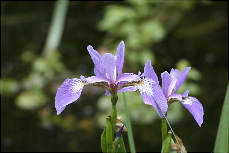 A pretty purple iris