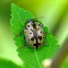 Leaf Beetle