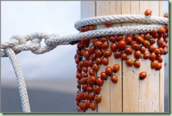 bugs_atack_ataque_das_joaninhas bugs_atack_ataque_das_joaninhas