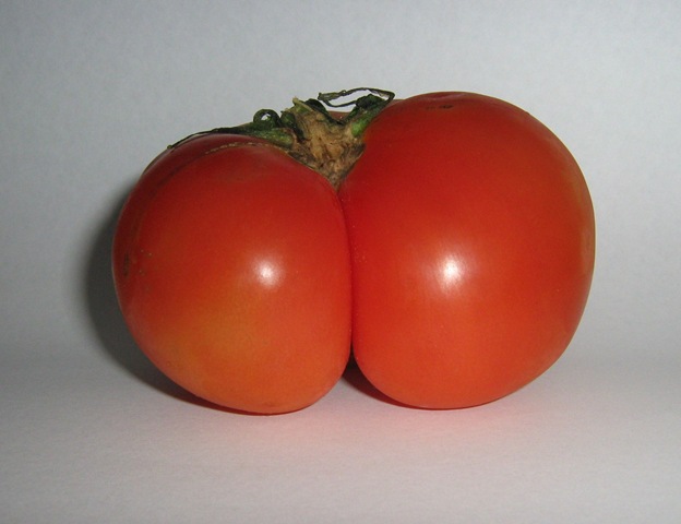 [2009-09-19 - Tomate gostoso[5].jpg]